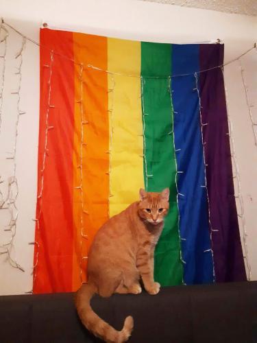 Fly Breeze 3x5 Foot Rainbow Gay Pride Flag photo review